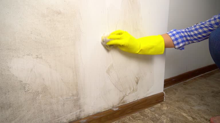 Best Basement Mold Removal  in Nitro, WV
