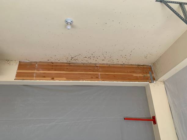 Best Mold Prevention Services  in Nitro, WV