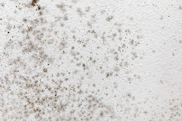 Professional Mold Removal in Nitro, WV