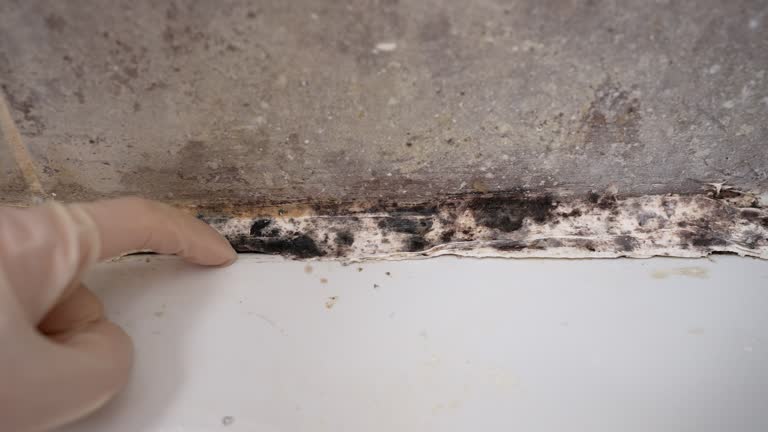 Best Mold-Related Health Consultation  in Nitro, WV